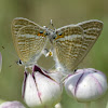 Peablue butterfly