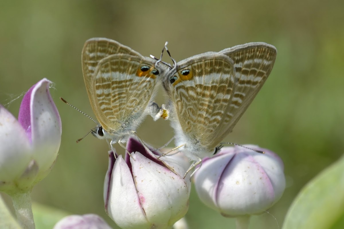 Peablue butterfly