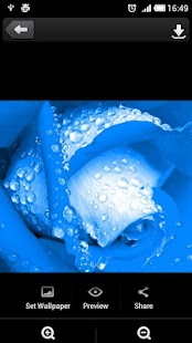 Download Roses flower Wallpapers APK