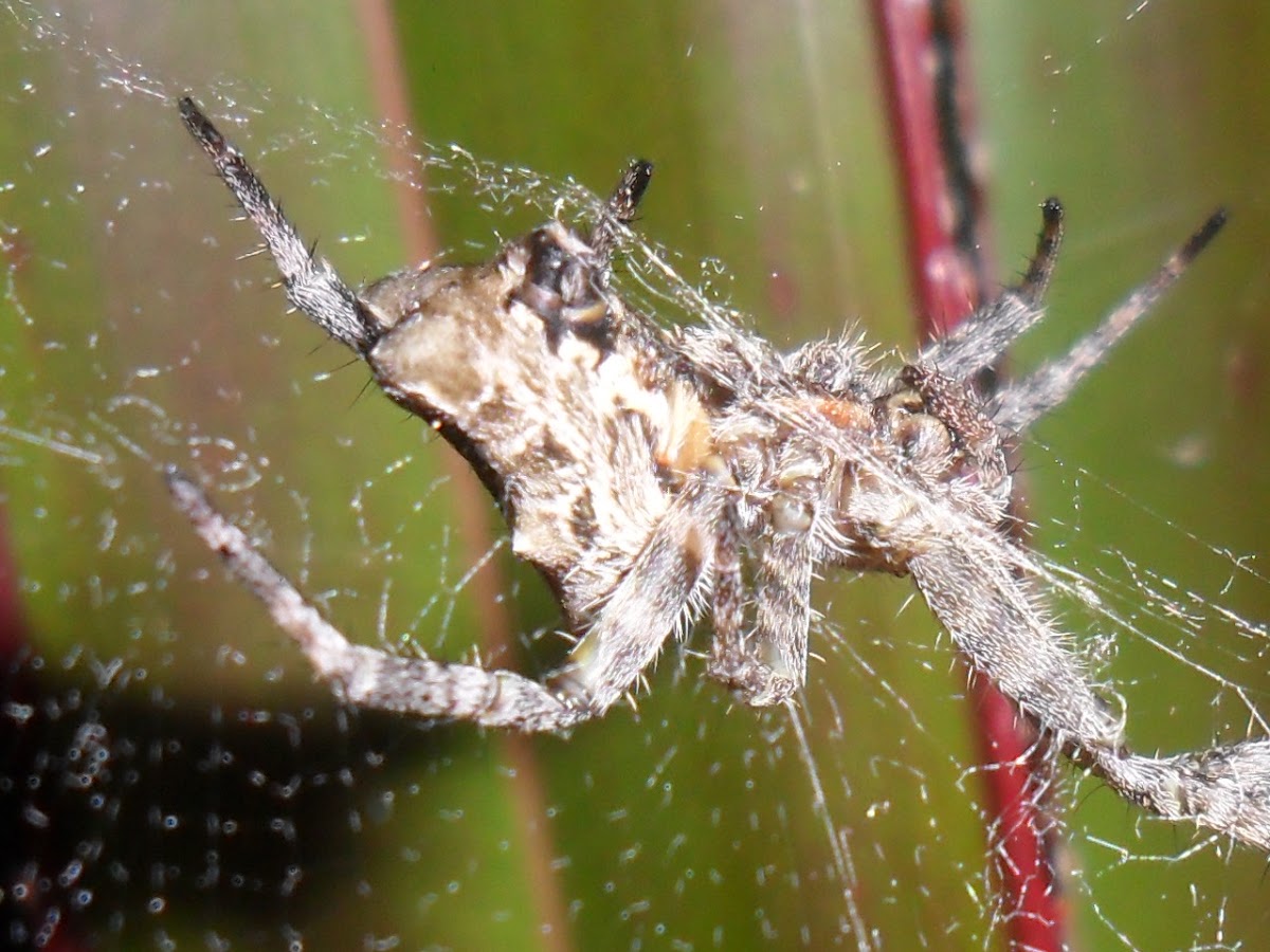 Tropical Tent-web Spider