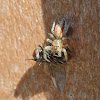 Dimorphic jumping spider (female eating a fly)