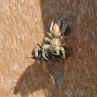 Dimorphic jumping spider (female eating a fly)