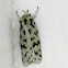 Green Lichen Tuft Moth
