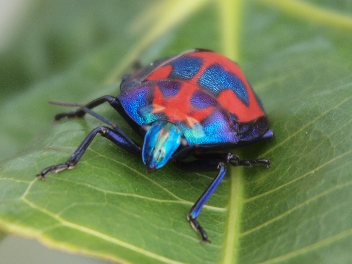 Hibiscus Harlequin Bug or  Cotton Harlequin Bugs