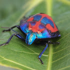 Hibiscus Harlequin Bug or  Cotton Harlequin Bugs