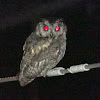 owl [pacha]