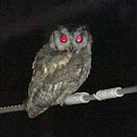 owl [pacha]