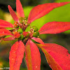 Toothed Spurge