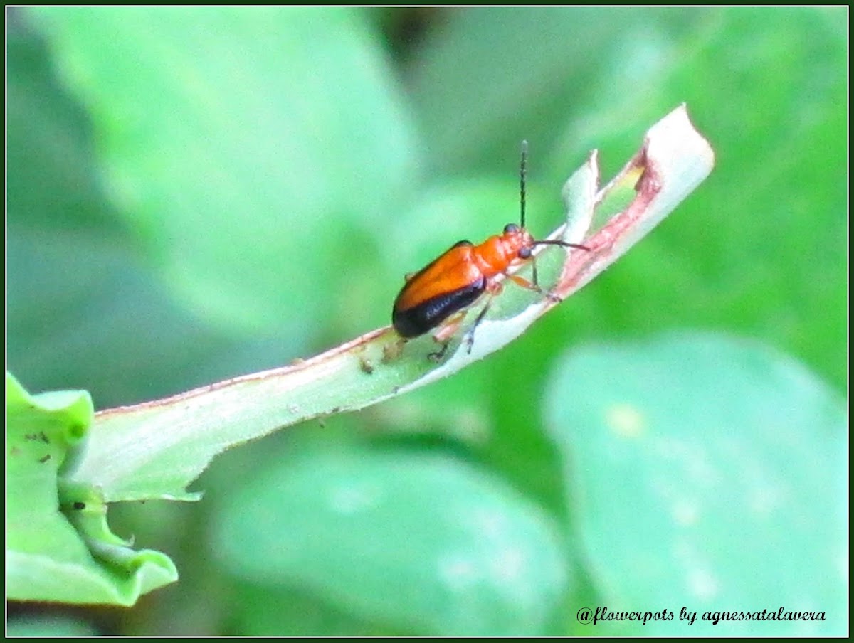 Luperin Leaf Beetle