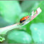 Luperin Leaf Beetle