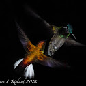 Coppery-headed emerald  / Violet-headed hummingbird