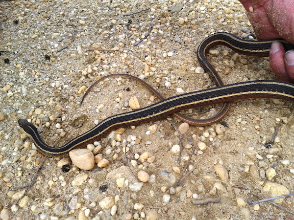 Eastern Ribbon Snake | Project Noah