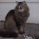 Norwegian Forest Cat