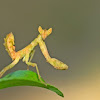 Indian Flower Mantis