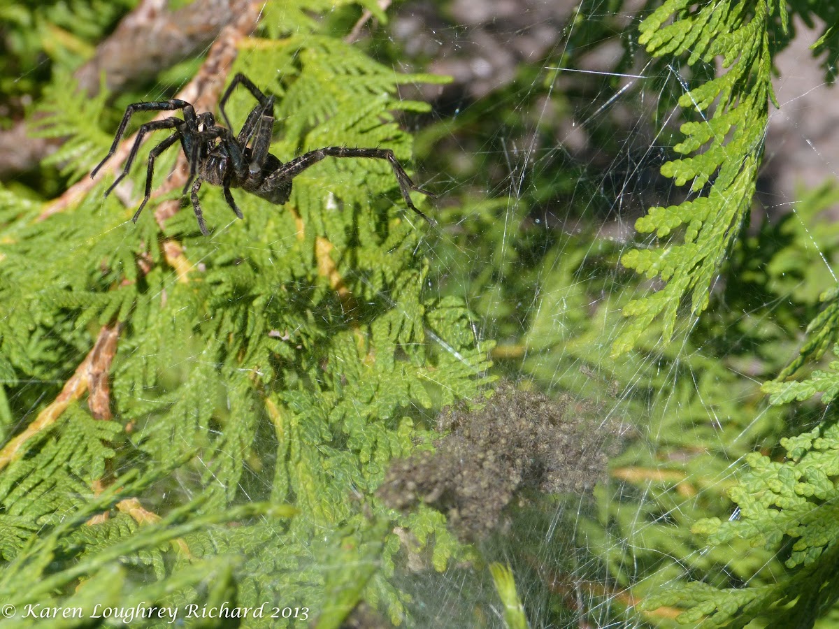 Dark fishing spider (female guarding babies)