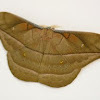 Saturniid moth