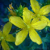 St. John's Wort