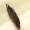 Garden slug