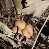 Pear-shaped Puffball