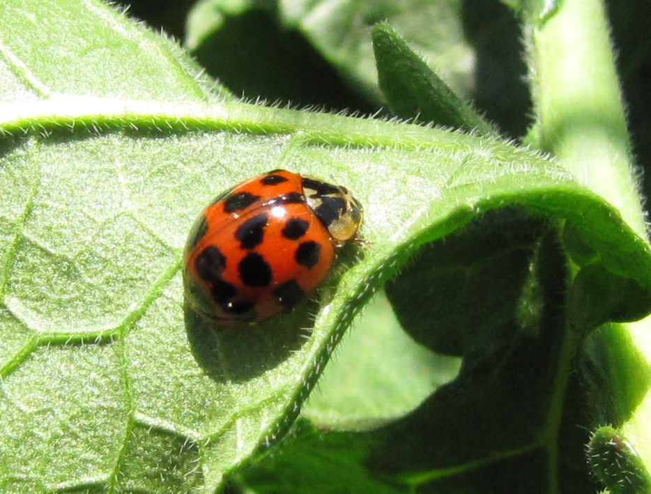 Multi-colored asian ladybug