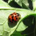 Multi-colored asian ladybug