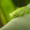 Cricket Glass Frog