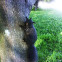 Black Squirrel, variation of Eastern Gray Squirrel