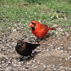 Northern cardinal (& brown-headed cowbird)