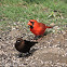 Northern cardinal (& brown-headed cowbird)