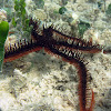 Red Blunt-Spined Brittle Star