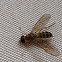 Wasp mimicking fly