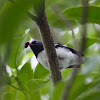 black throated blue warbler