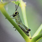 Grasshopper Nymphs