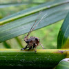 Planthopper Nymph