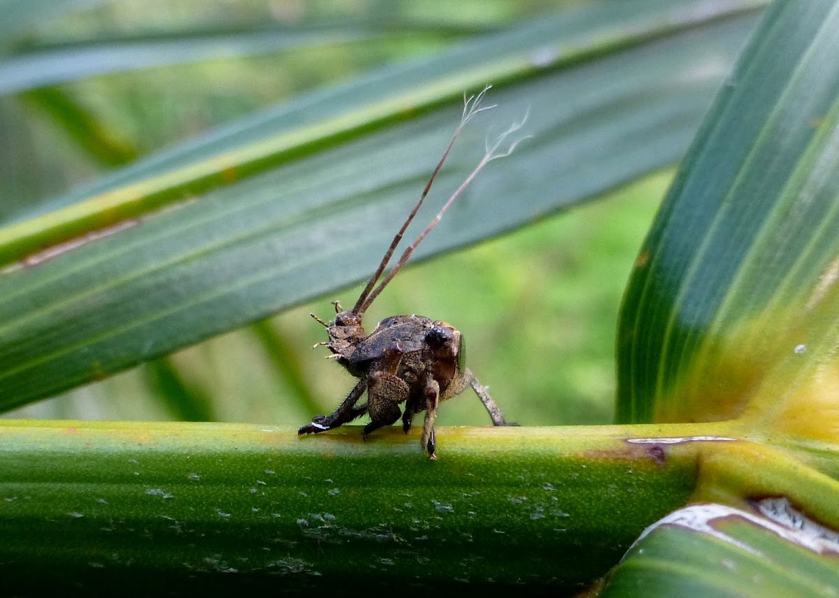 Planthopper Nymph