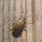 Galerucine leaf beetle