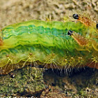 limacodidae moth caterpillar