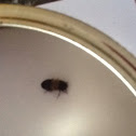 Some sort of wood beetle... A little help?
