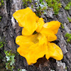 Yellow brain fungus