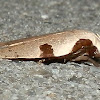 Wingia moth