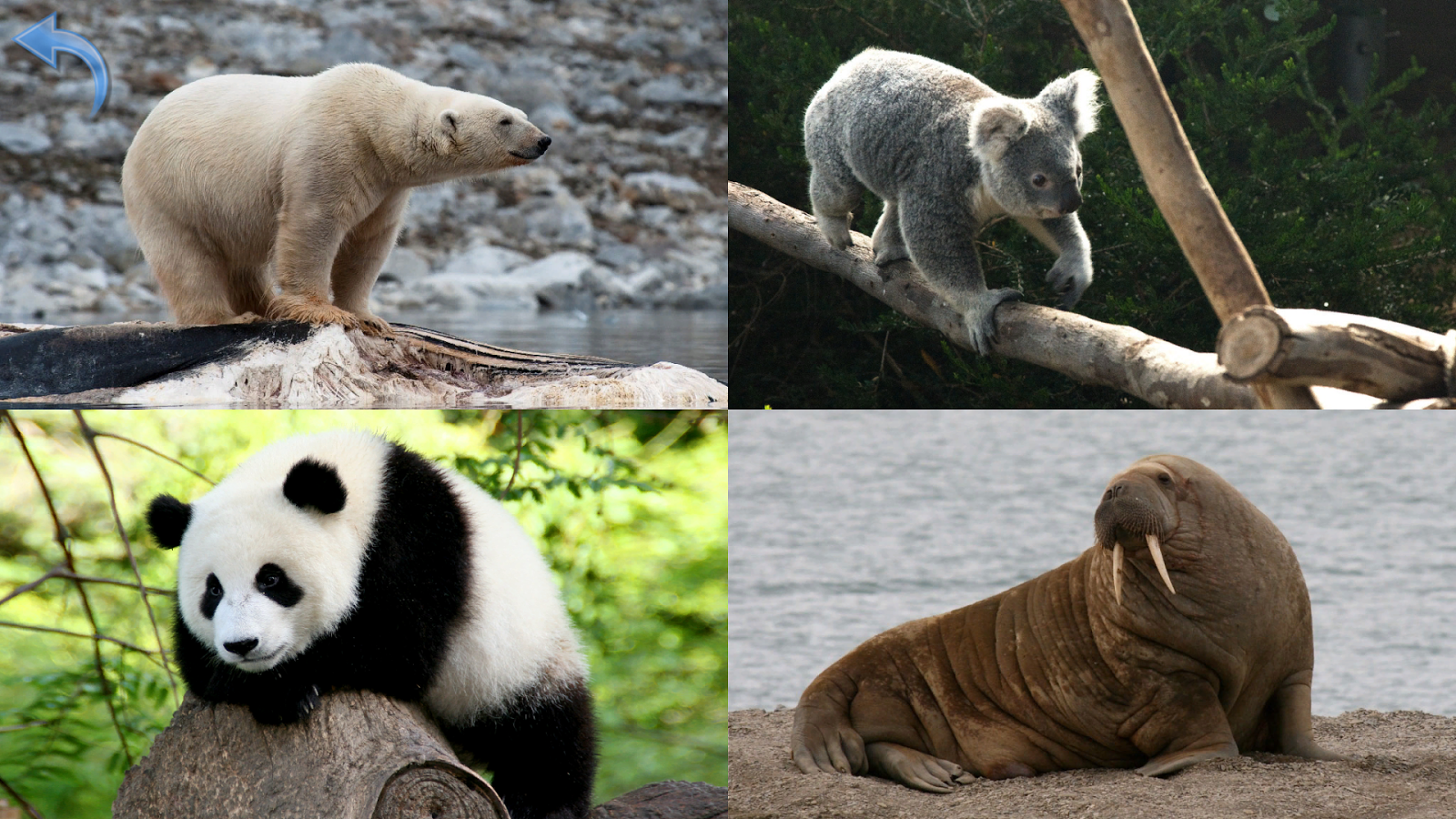 Animals for Kids, Planet Earth Animal Sounds - Android Apps on Google Play