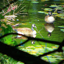 Canada Goose/ Gander