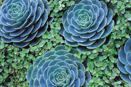 echeveria-Hawaii - Echeveria, a colorful fleshy plant known by locals as hen and chicks, seems like a living Impressionism-inspired watercolor.