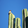 Grey breasted woodpecker