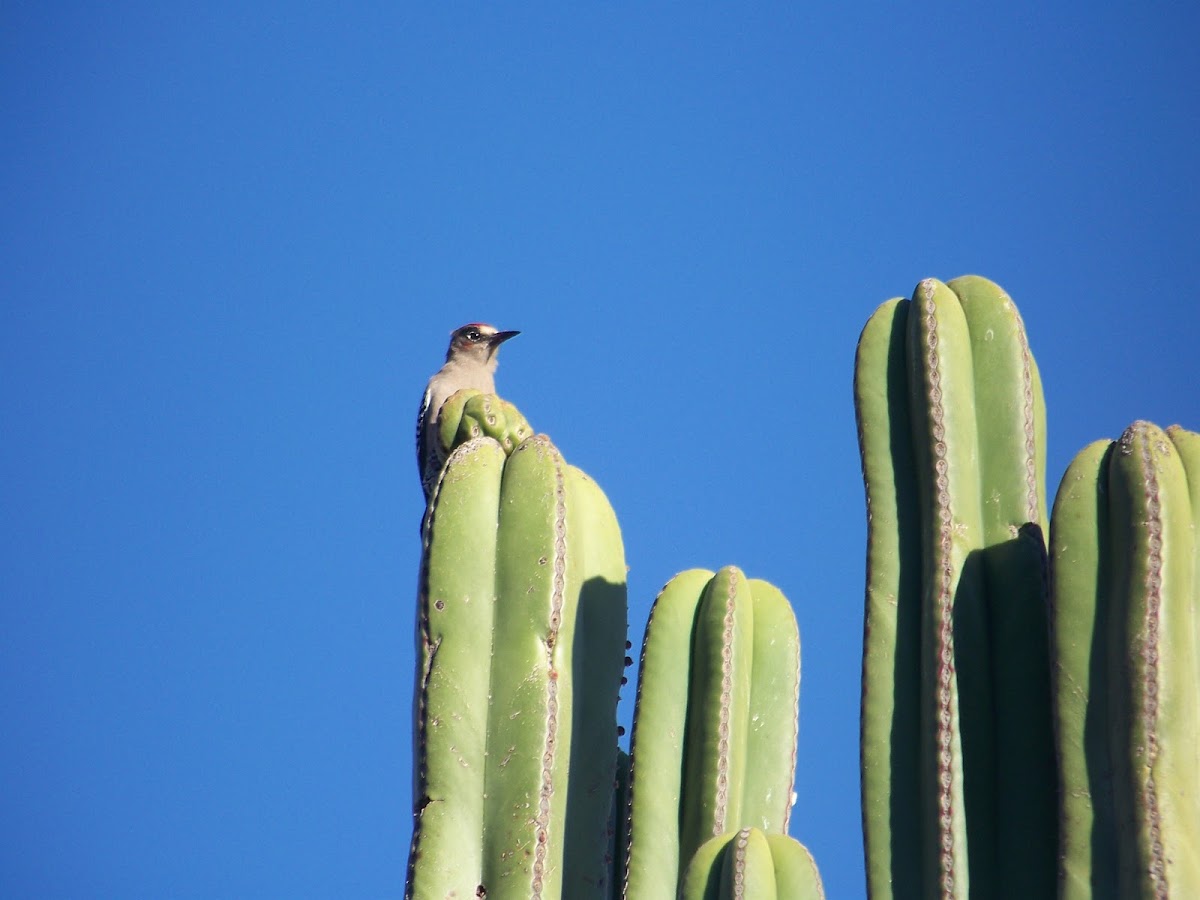 Grey breasted woodpecker