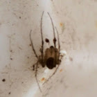 Pirate Spider (male)