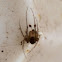 Pirate Spider (male)