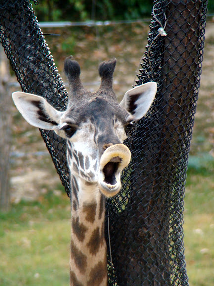 Cincy+Zoo+052+jpg