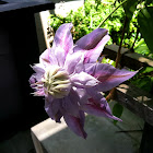 Clematis "Proteus" not fully open yet
