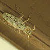 Lichen Mantis